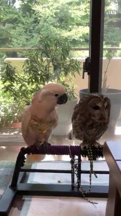 ENFP trying to get an INTJ’s attention