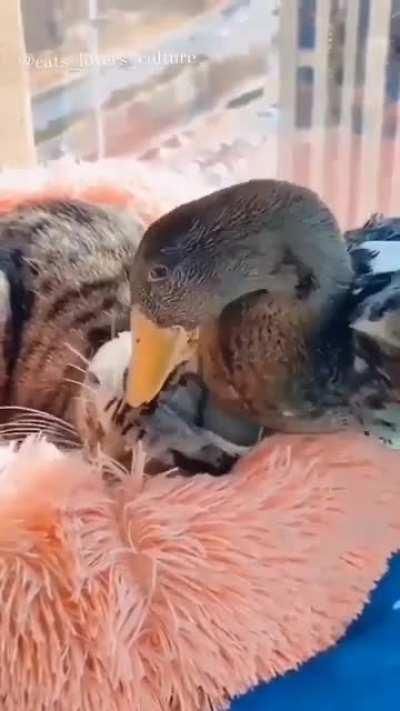 Just like real siblings