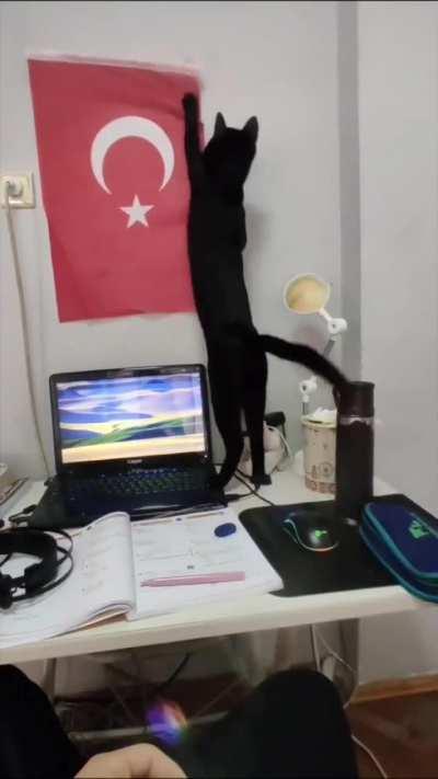 Cat independence war is near