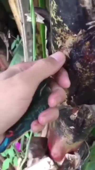 Robot bird reboots after being stuck