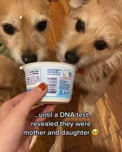 The best surprise pupper combo