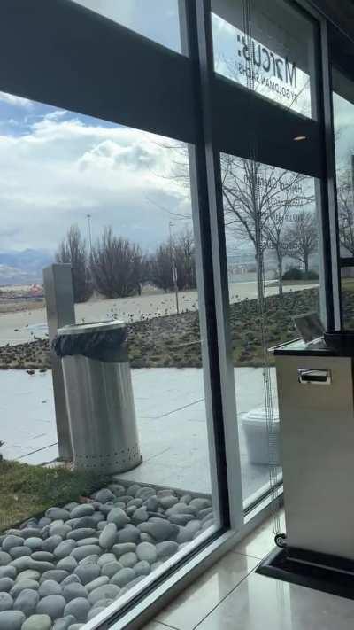 What are these swarms of birds