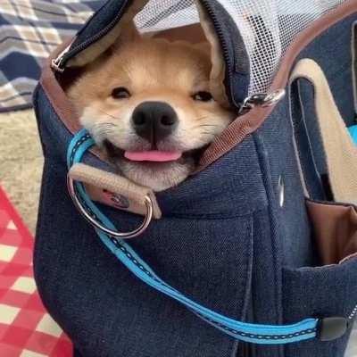 A furry inhabitant of a small bag.