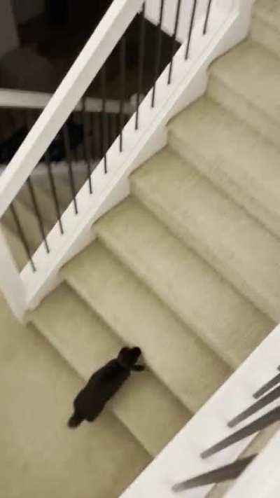 My bunny taps into his big brain to find me (sound on)