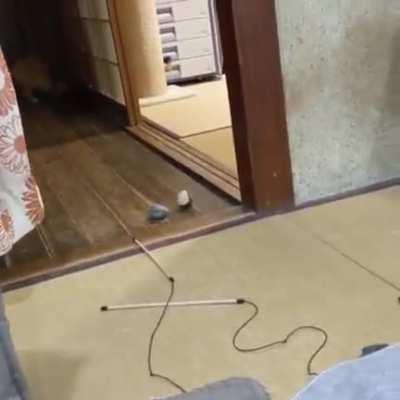 Ginger Cat Asking to Play Fetch