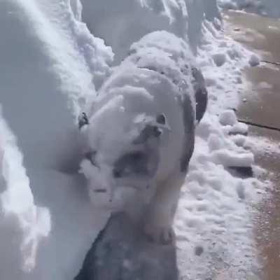 When your snow shovel breaks, use your backup bulldog