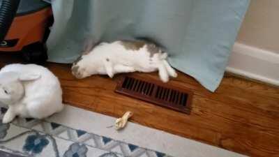 Morning flop and flail