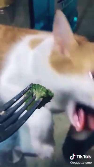 Even cat’s hate it