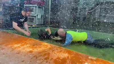 Alligator handler attacked. Heroic bystander jumps in to help.