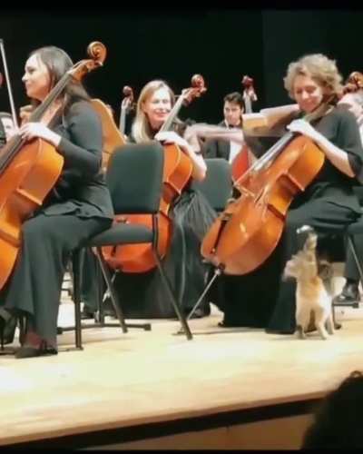 Cat is a main character rn