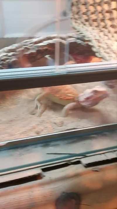 Dudes acting like he havent been fed in a week