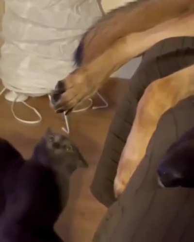 What is up with this paw