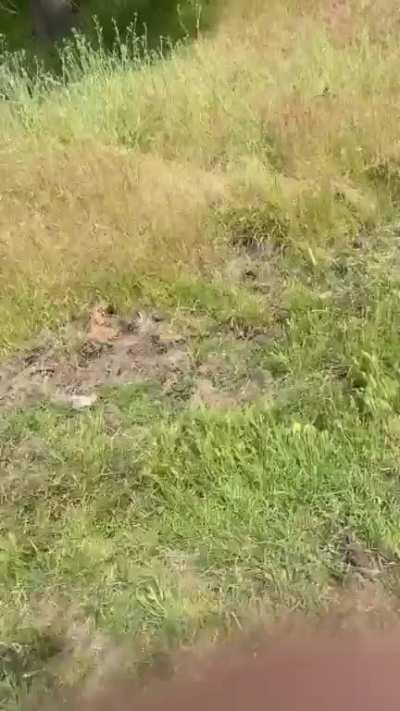 To pass these cows on our hike in CA. [OC] Moments before, 
