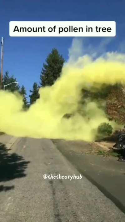 Conifer tree laden with pollen