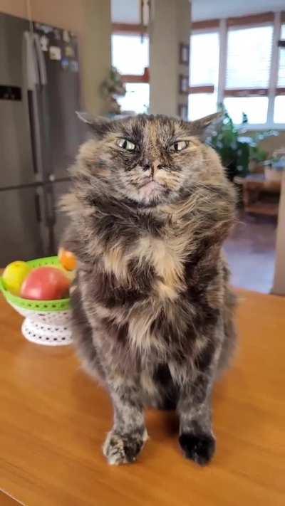 The most charismatic cat you could see today