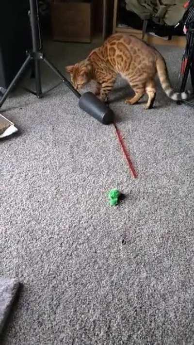 Are bengals welcome?