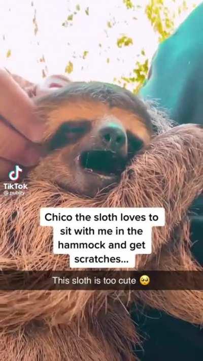 Sloth Squeak🦥