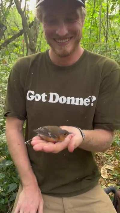 Gimbal spotted in the wild