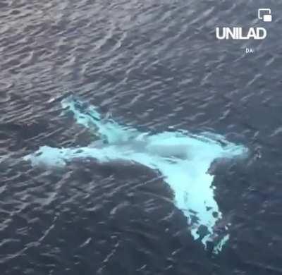This Huge rare Manta Ray