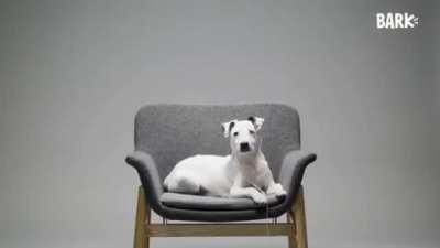 Dogs listen to Lift Yourself by Kanye West