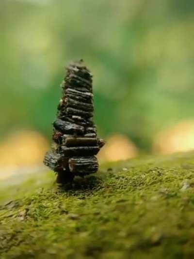 A bagworm moth caterpillar transporting the miniature log cabin they live in. The tiny dwelling is called a case and doubles as helpful camouflage.