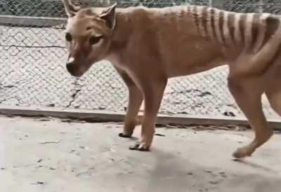 Restored footage of the Tasmanian tiger, which was declared extinct in 1936.