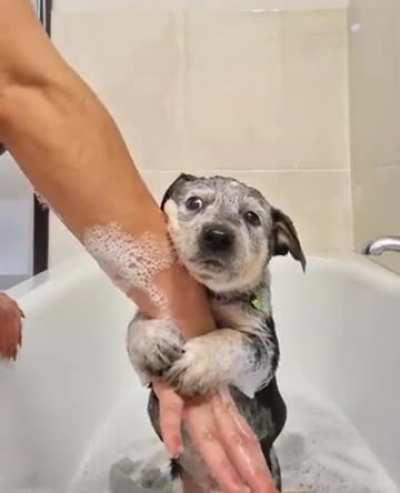 Puppy’s first bath