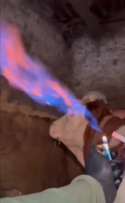 Bloated cow needs to drain methane