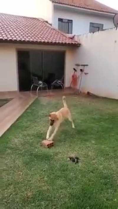 Lmao, so many toys around and he finds joy in a BRICK