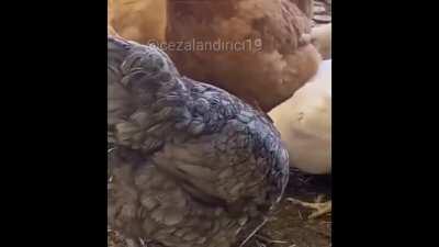 similasyondaki buglardan biri bi dahaki el tavuk seçerseniz sonsuz yemek bugu var haberiniz olsun