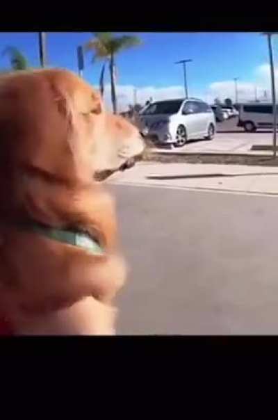 Dog reuniting with military owners after years apart.