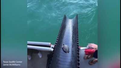 Cruel humans use telepathy to pull turtles on to their boat and experiment on them