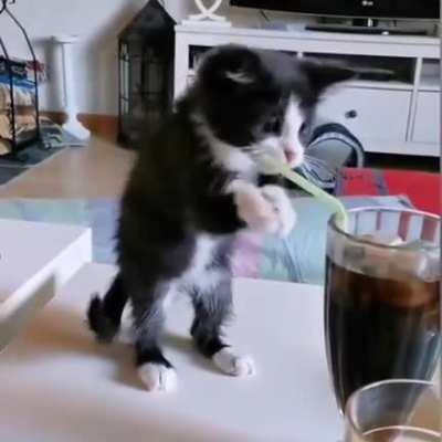 Cat vs cola