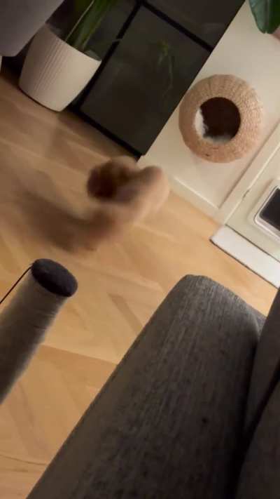 Pumpkin zooming out…