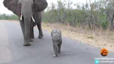 Mom Teaches Youngling To Maintain Gap From Tourists
