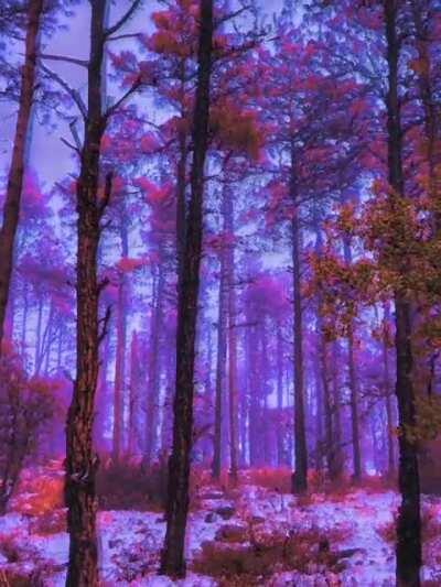 Let's take a trip through the woods