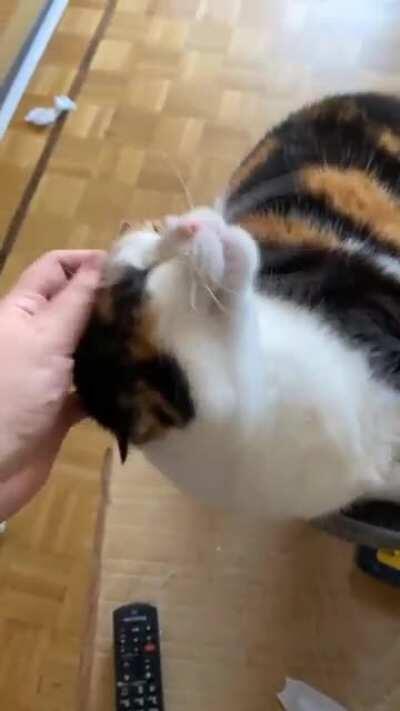 If that’s not a yell then I don’t know what is