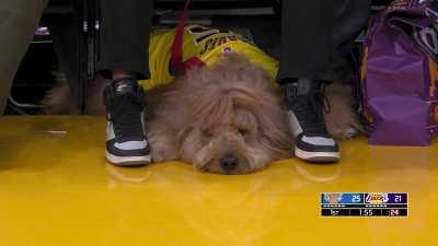 [Highlight] There is a dog sitting court side at the Lakers game
