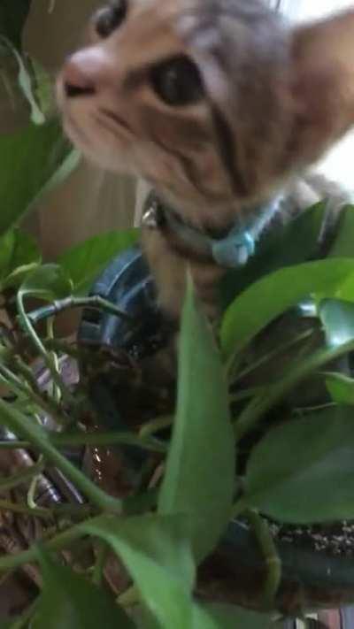 She was hiding, but SO glad to be found