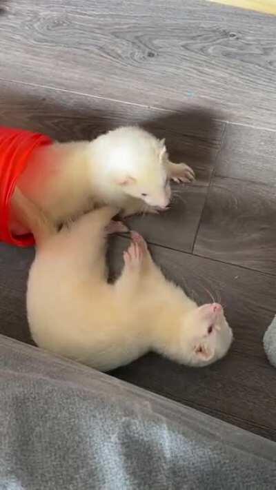 Super Scary Ferrets