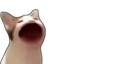 Eu gosto do bop cat 😳