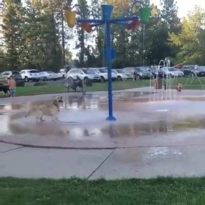 Doggo have such an immense capacity of joy