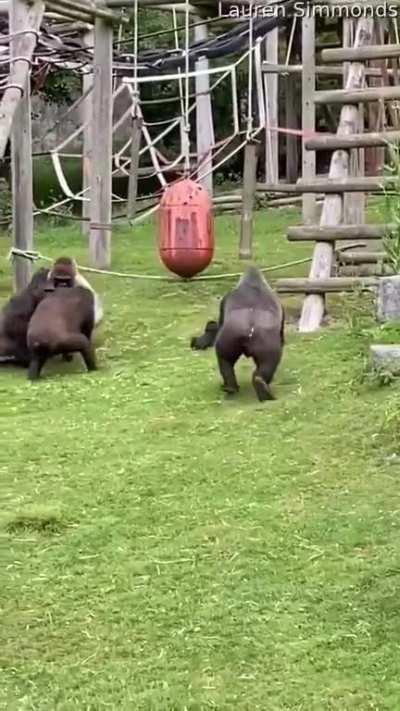 Female gorillas at Twycross Zoo in Britain fought and one baby fell down. One male rushed and carried him, then hugged him away from them so that he would not be hurt, then he came back and started shouting at them to stop fighting.