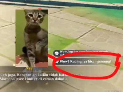 Kucing ini mendukung jokowi 3 periode