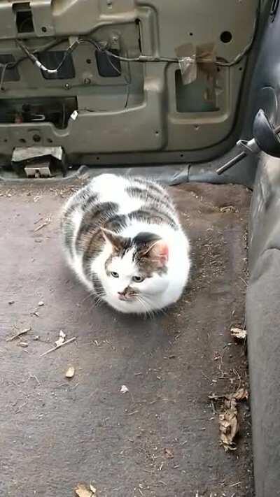 She was quite upset about having to go for a car ride