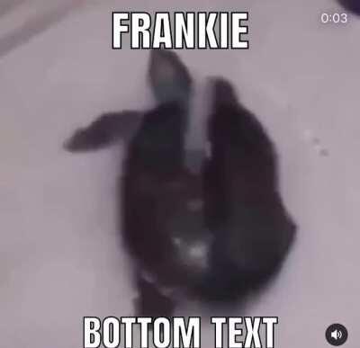 Frankie🤩😳😈 OC