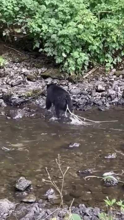 Bear Pooping Out Parasites