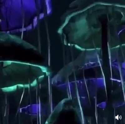 We live in a mushroom world