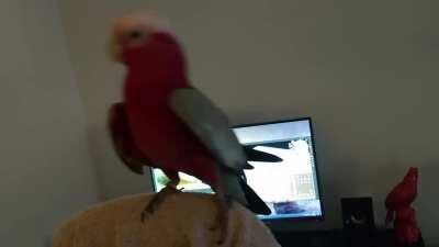 A parrot enjoying Sea Shanty 2