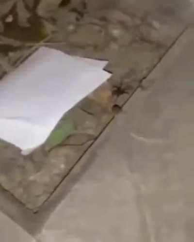 Não se vcs viram mas o celin tava gravando uns stories e achou isso na casa dele